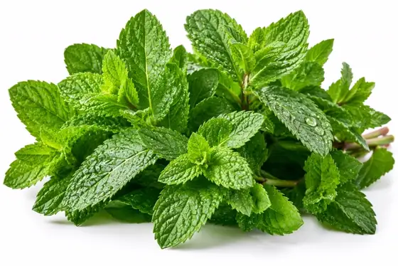 Mint & cooling flavours
